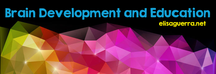 Brain development and education banner